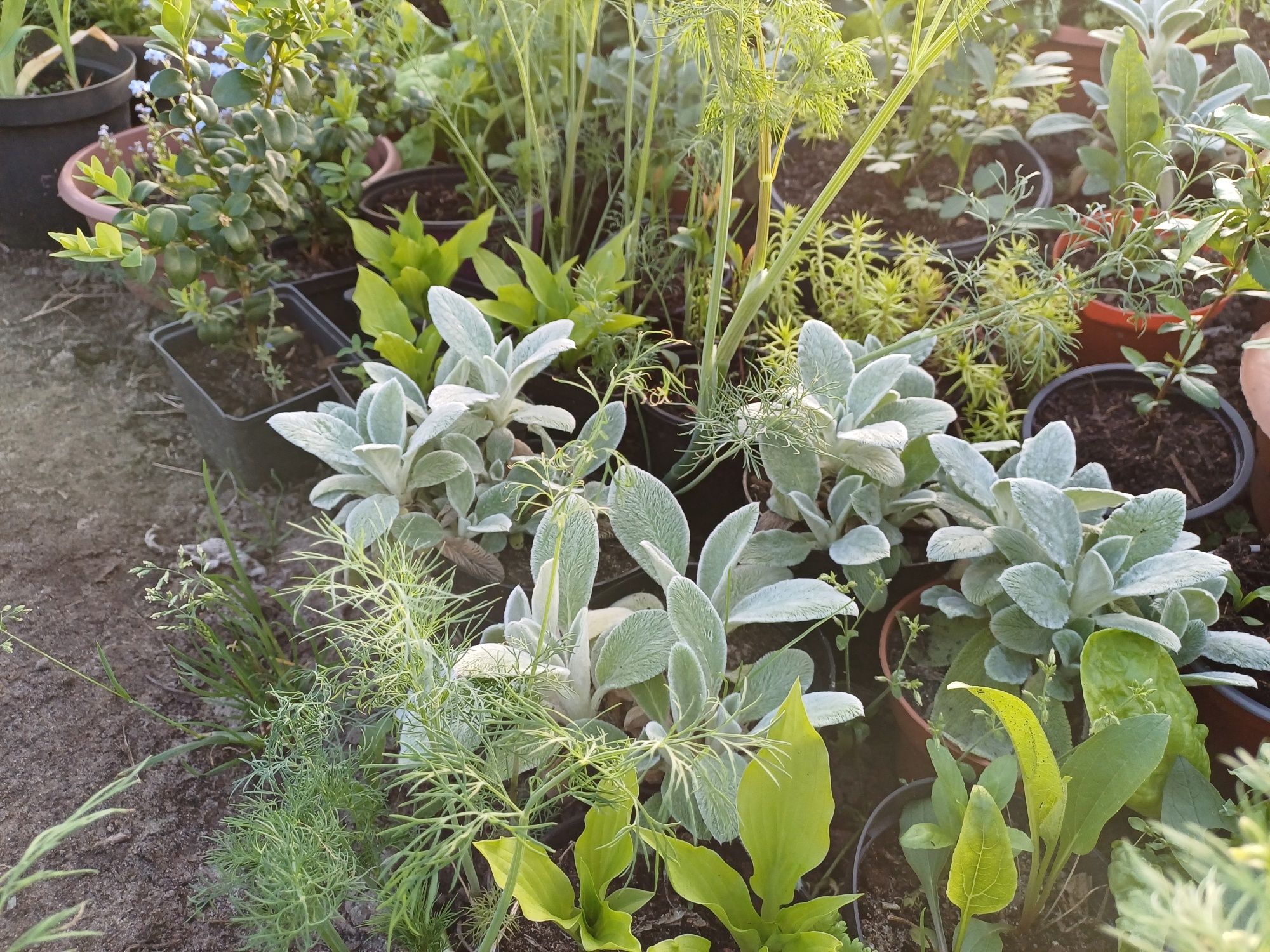 Kwiaty,aksamitka, byliny ,firletka,hosta,jeżówka.