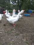 Gęsi chołmogory,kaczorki call duck, biegusy