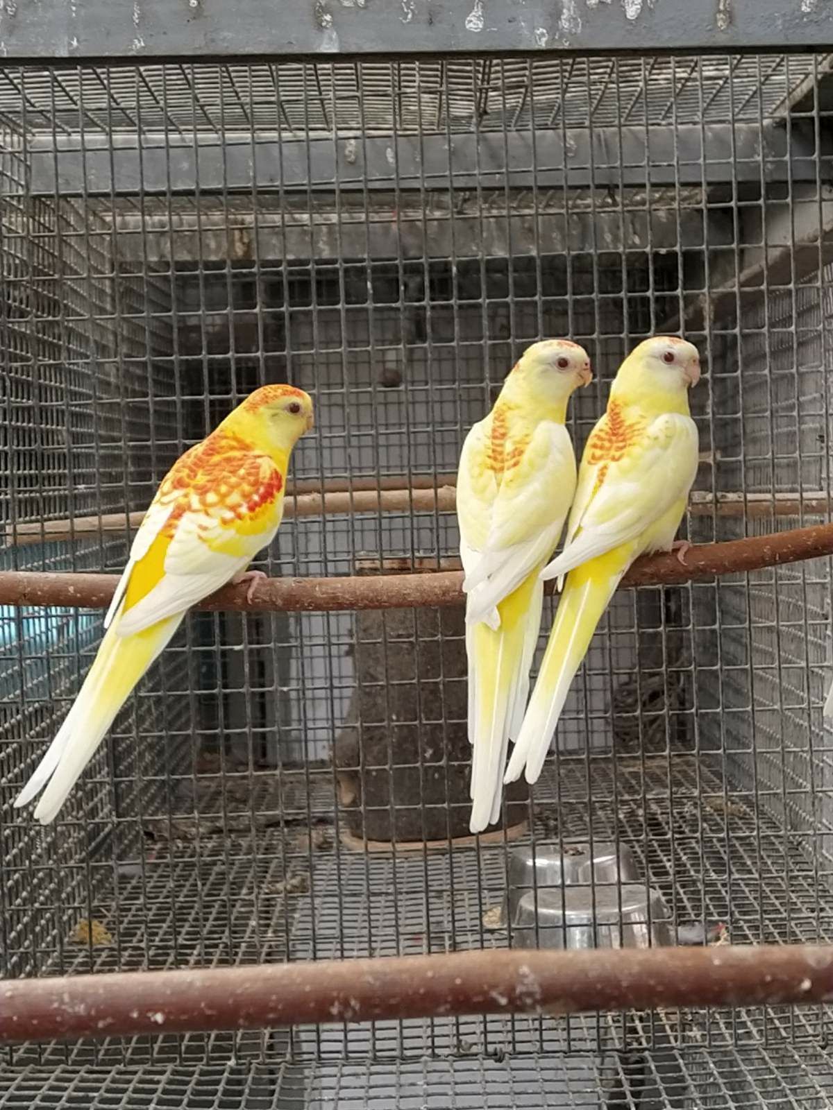 Певчие попугаи различных окрасов