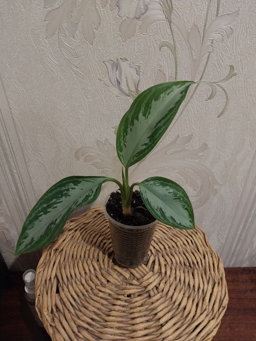 Квіти кімнатні на обмін