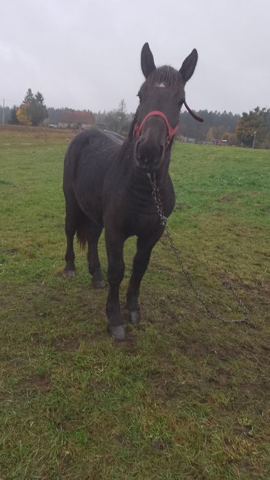 Szpredam,  ogier 18 miesięcy zimnokrwisty / typ sztum.