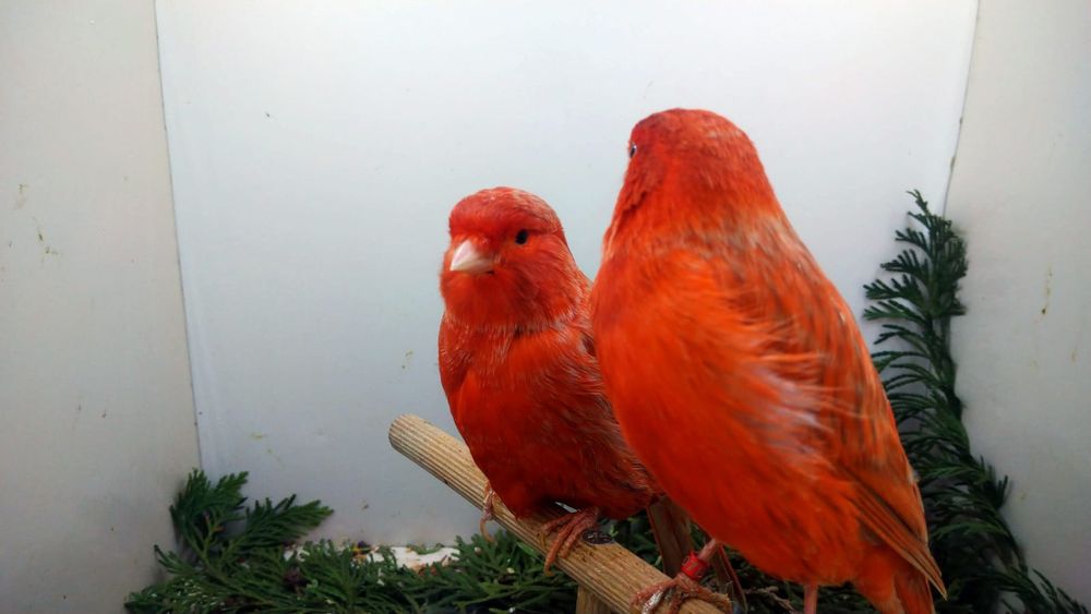 Kanarki Izabel czerwony 2025 i 2024