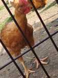 Sprzedam kogutki red broo