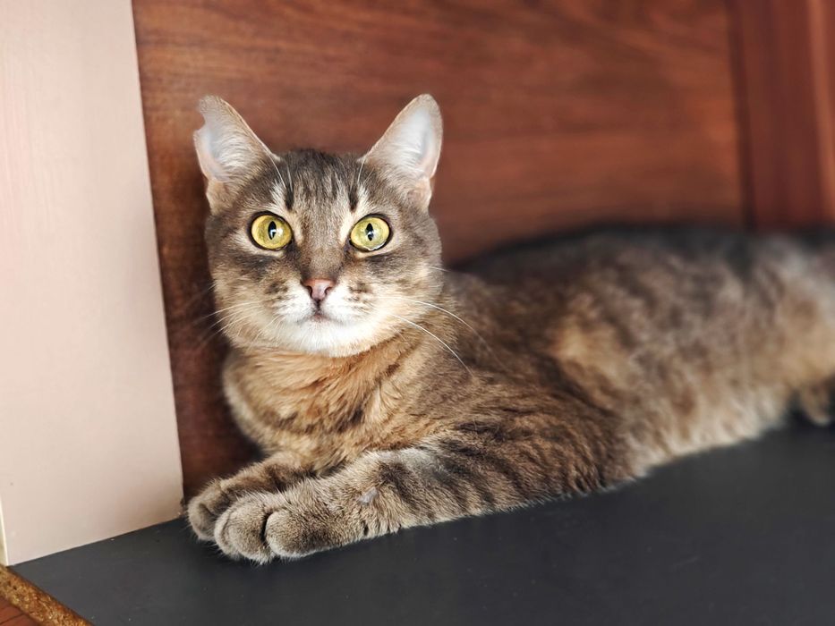 Ніжна кішечка Мурка шукає дім, 1 рік, кішка