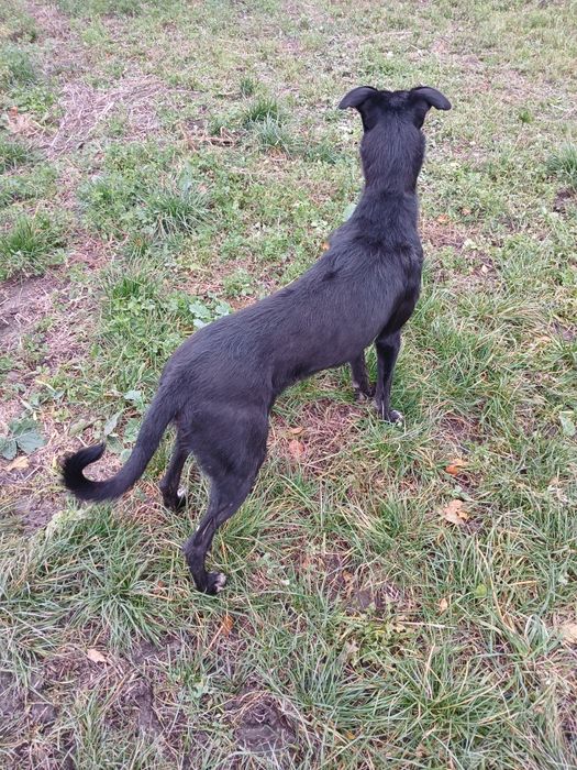 Suka mieszaniec z chartem