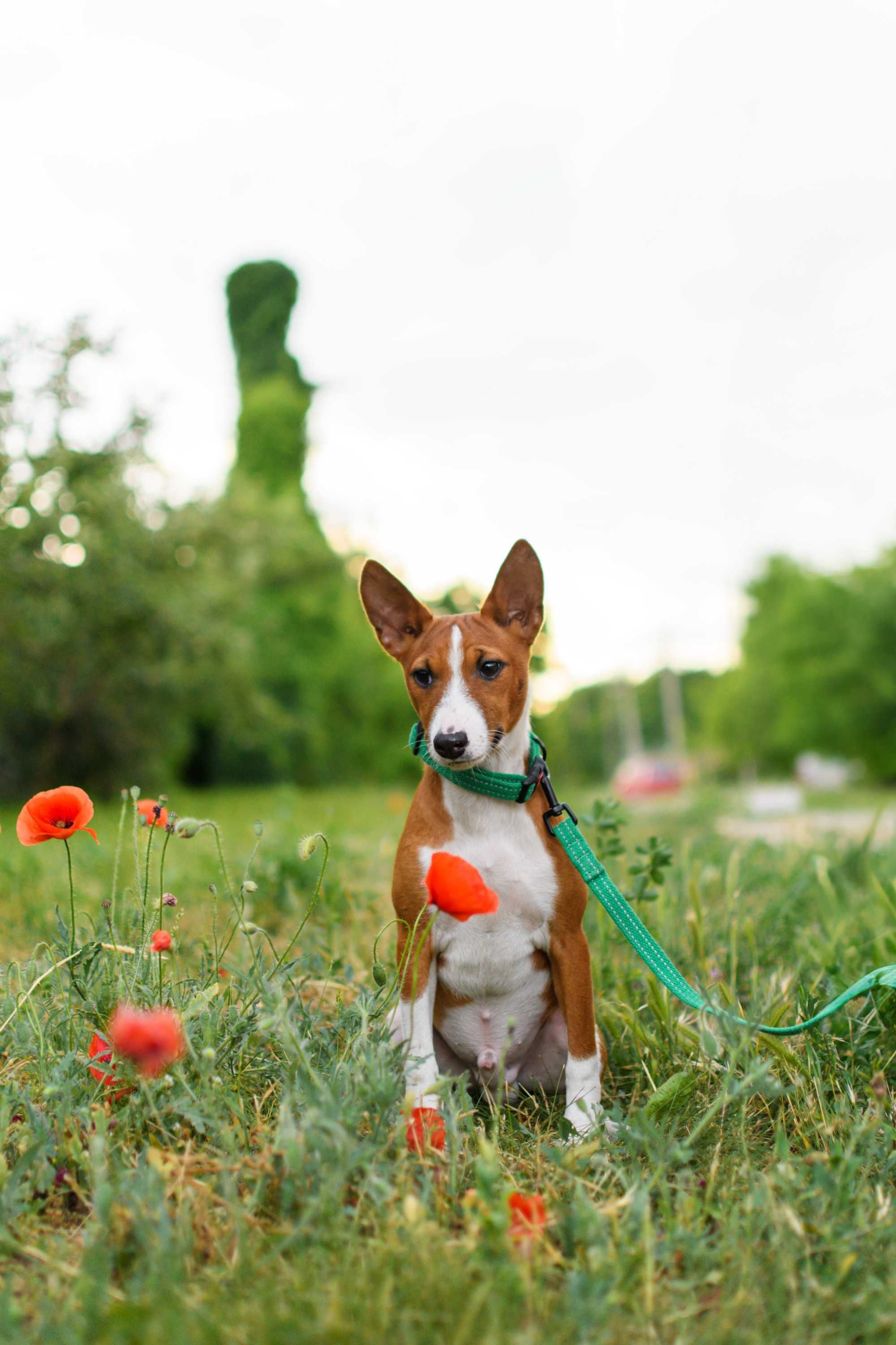 Красивый мальчик басенджи (basenji)