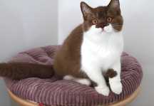 Macho British Shorthair com LOP