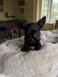 Yorkshire terrier, suczka, Black