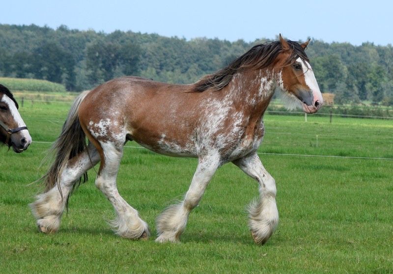 Ogier clydesdale