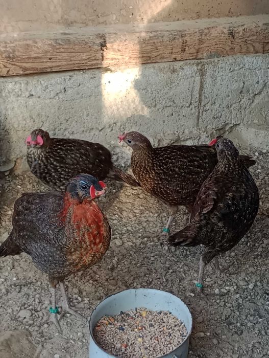 Piękne bażanty ozdobne