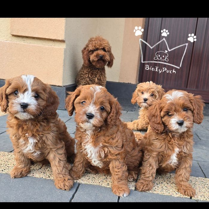 Pudel toy cavapoo zapowiedź cavadoodle red badania paszport wyprawka
