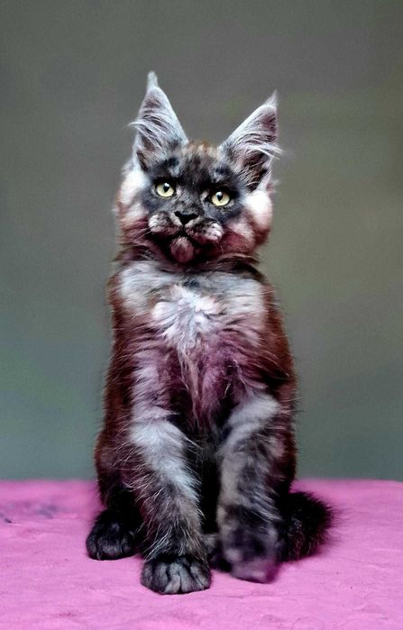 Maine coon, piękny czarny dymny kocur