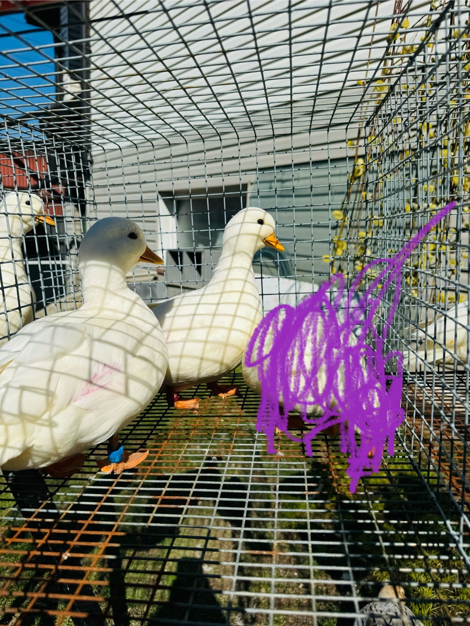 Call duck śnieżno białe para