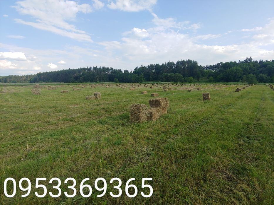 Сіно в тюках 2025