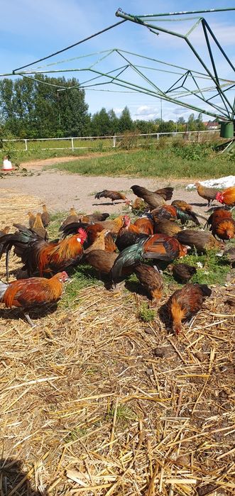 Sprzedam koguta kurę Feniks czerwony ptaki ozdobne