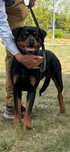 Sunia rottweiler
