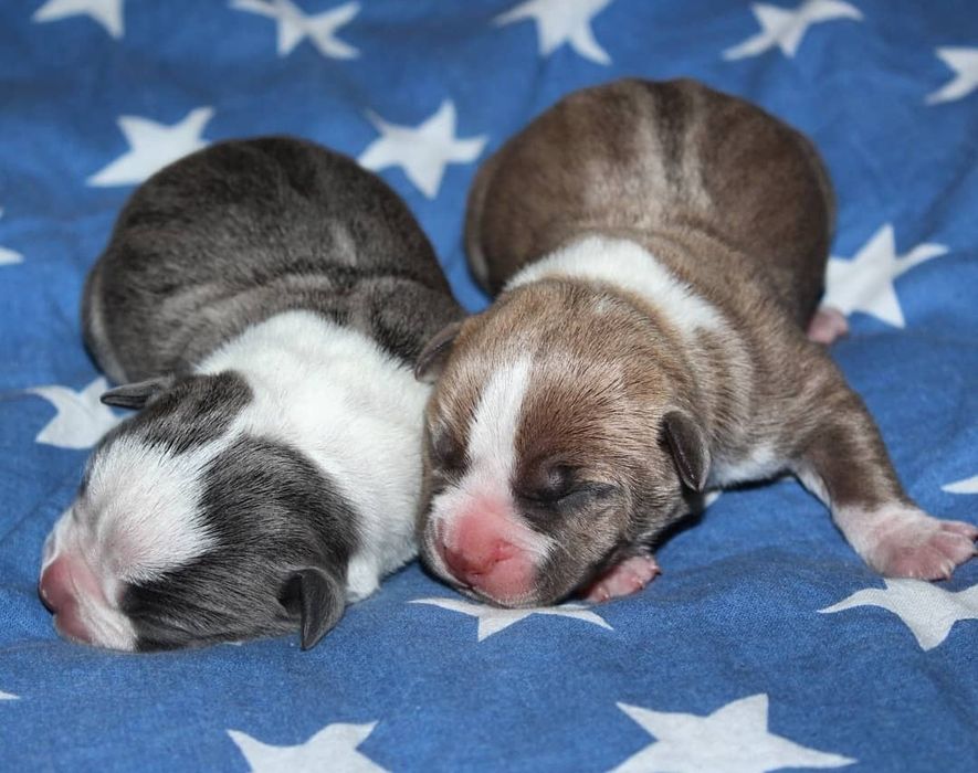 Малыши ам.стаффа с шикарной родословной .