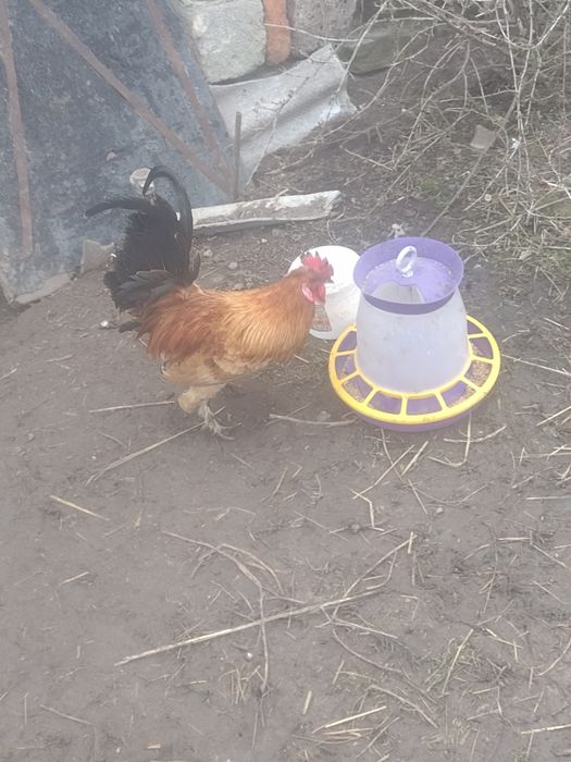 Продам півня бетнамка