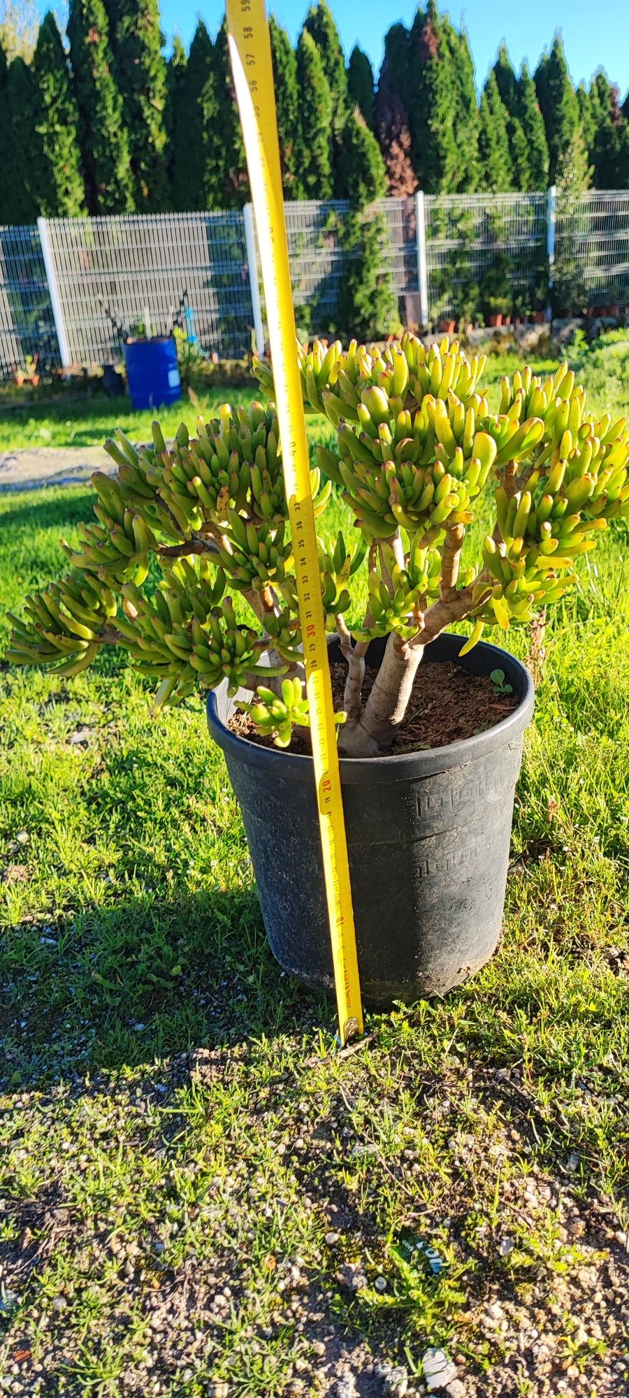 Planta suculenta