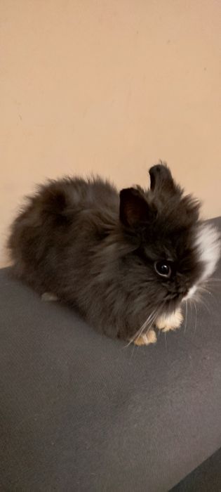 Teddy miniaturowy karzełek