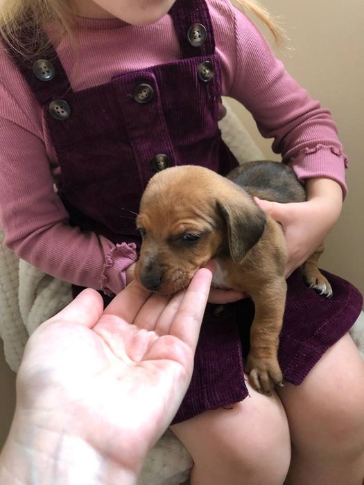 Малюки метиси такси