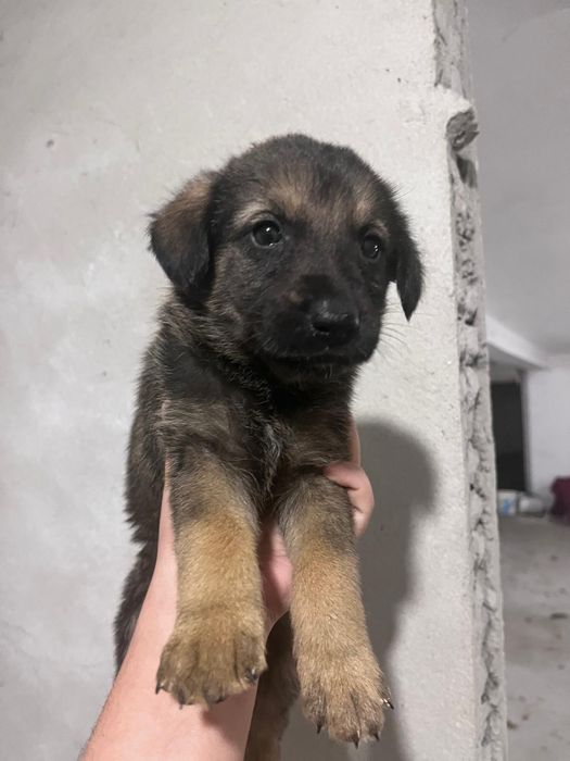 Ultimo bebe da ninhada