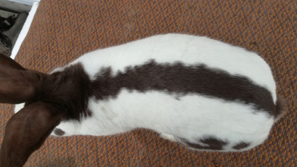 Немецкий строкач(гавана)