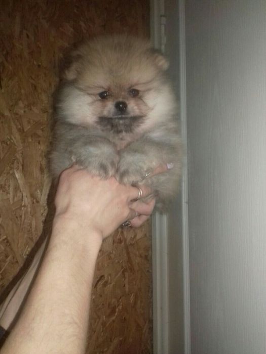 Щенки в тип мішка! До свят. Львів