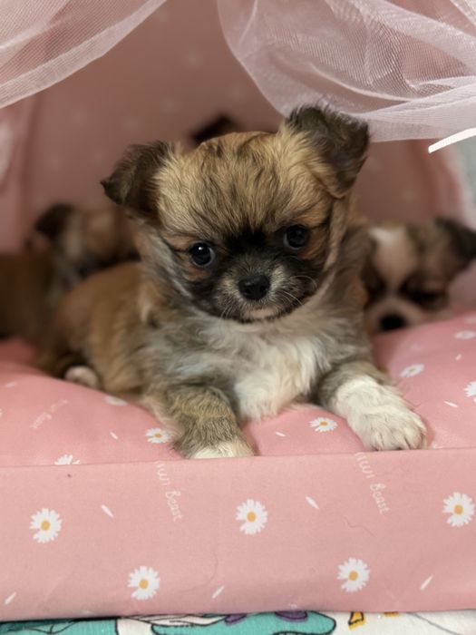 Dziewczynka  chihuahua FCI