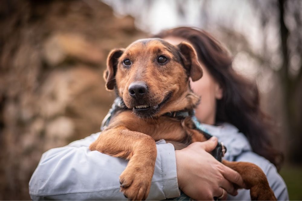 Co za pies! Aktywny terrier szuka domu. W typie psa myśliwskiego.