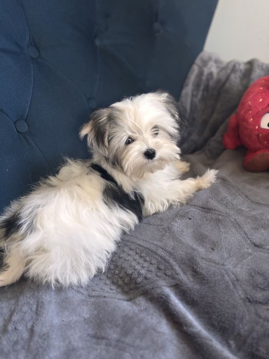 Morkie hybryda york-maltańczyk suczka