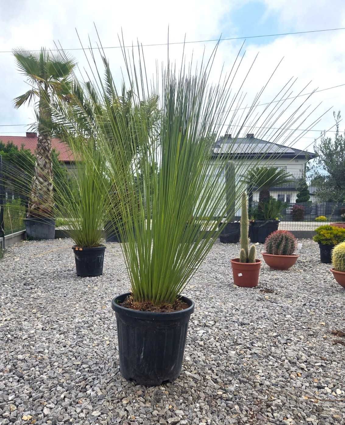 Dasylirion longissimum – Trawa drzewiasta