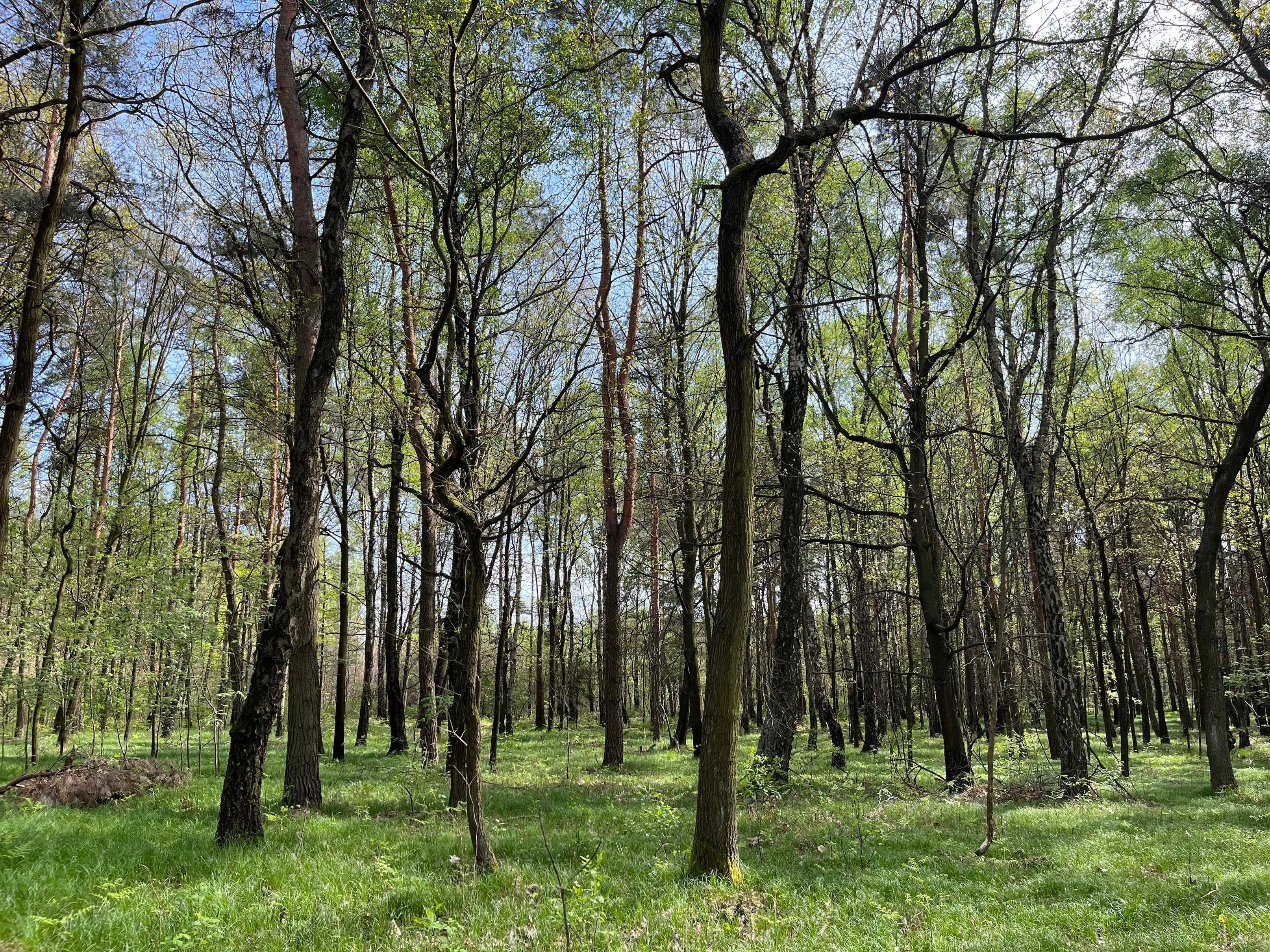 Piękna działka budowlana przy lesie, bezpośrednio, Ulica Polarna TG