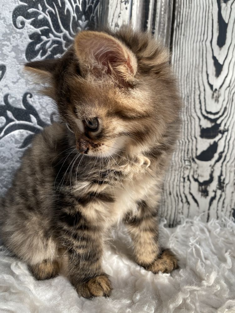 Котик сибірського окрасу