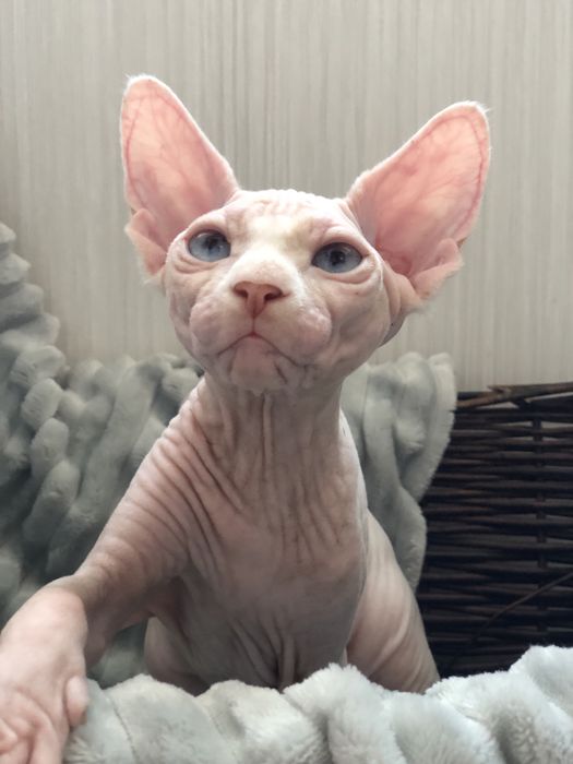 Сфинкс голубоглазая девочка