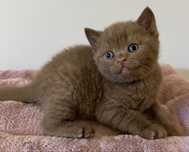 Femêa British Shorthair Canela  com LOP