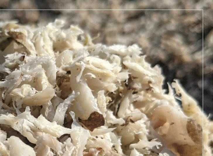 Wysłodki buraczane z dostawą na miejsce