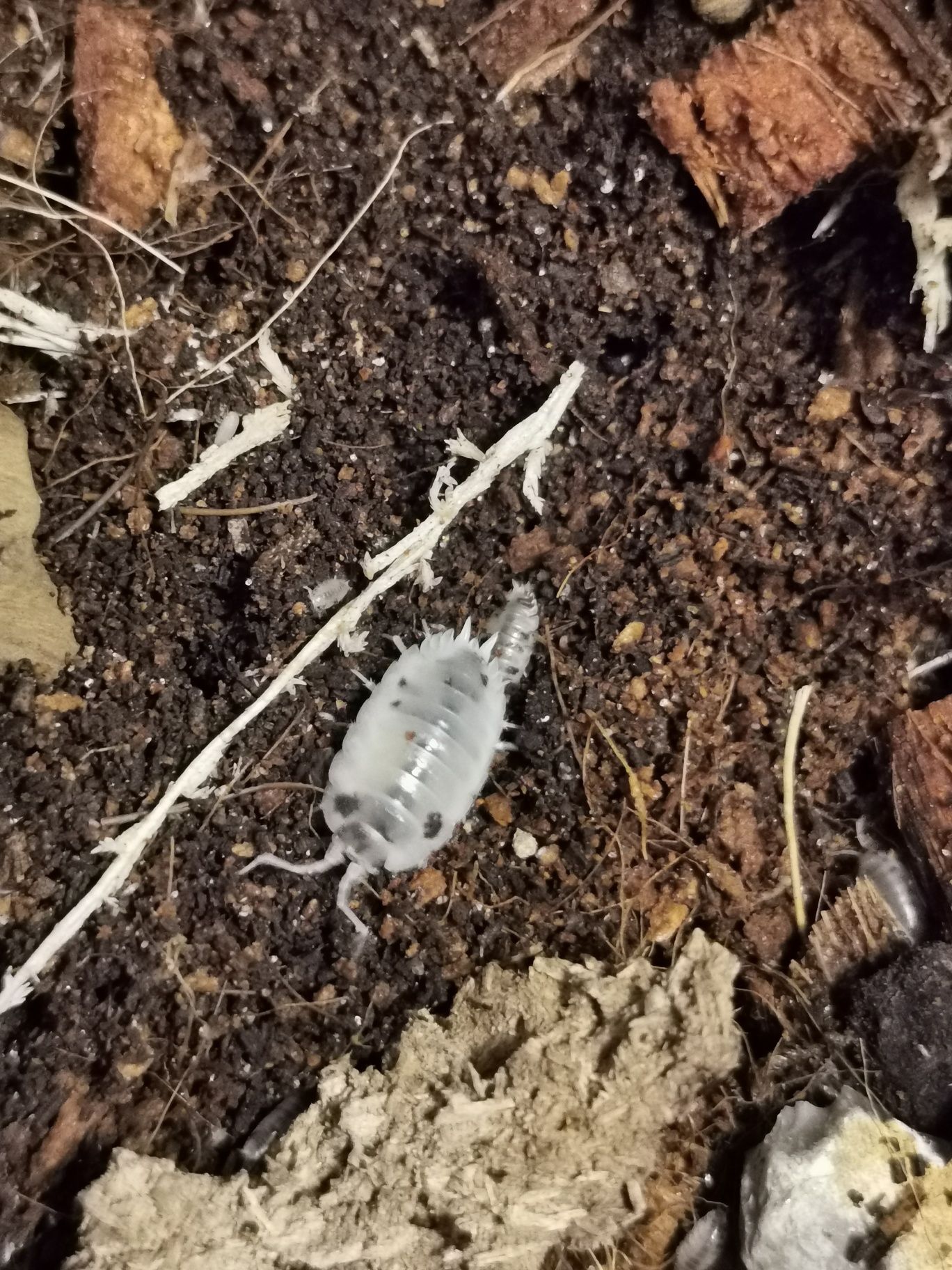 Isopody Porcellio laevis "Dairy cow" 15 szt