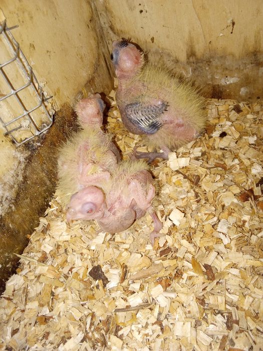Caturras bebés para criar à mão
