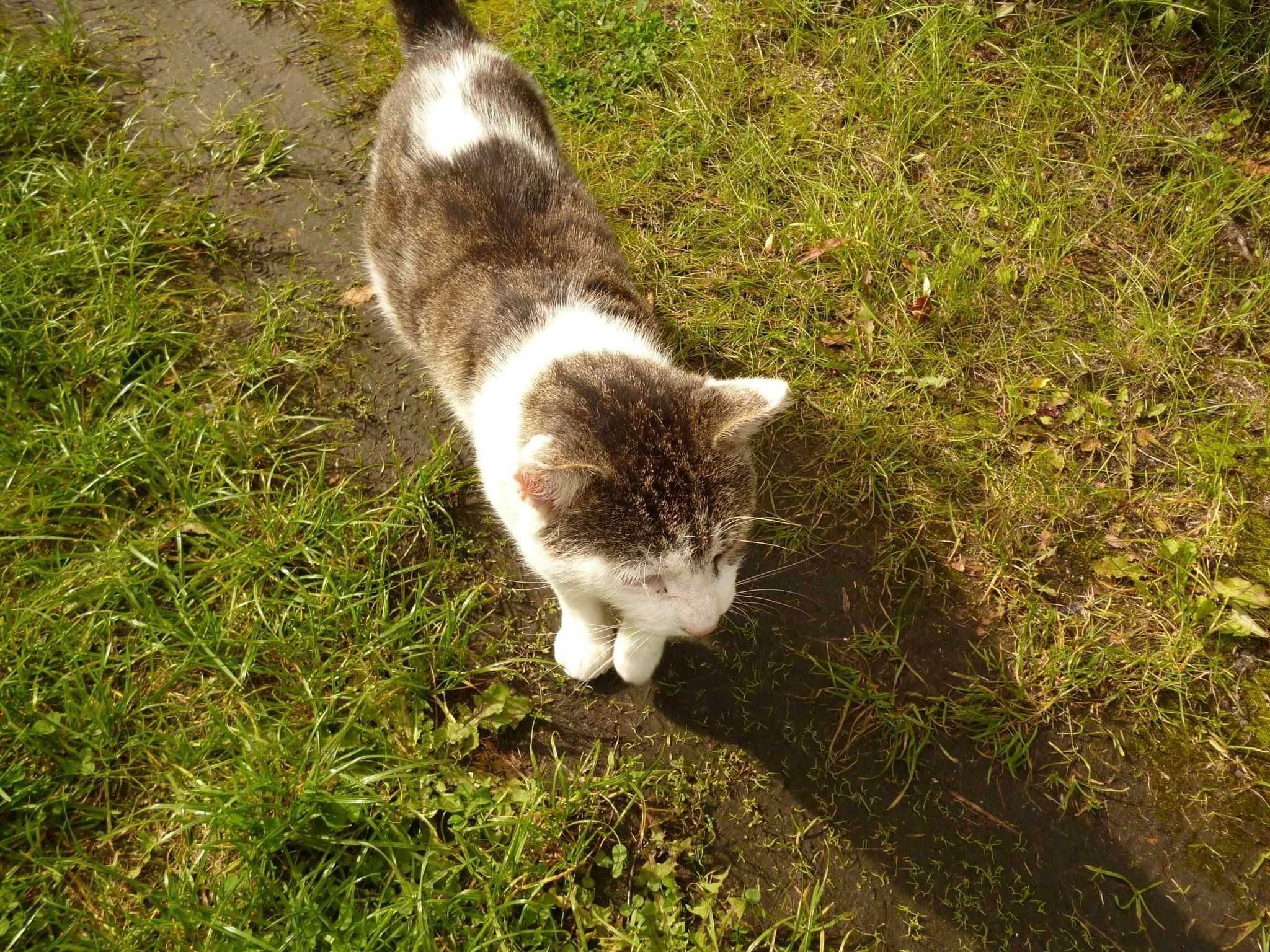 Boluś ok.2 let piękny kochany porzucony kotek szuka domu. Izabela Piet