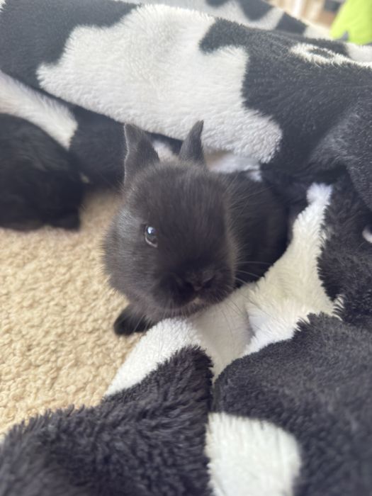 Coelhinhos anões holandeses (Netherland Dwarf)