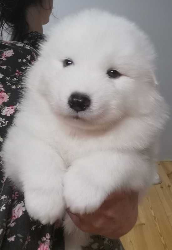 Szczenię samoyed śliczny chłopiec samiec samoyed rasowy