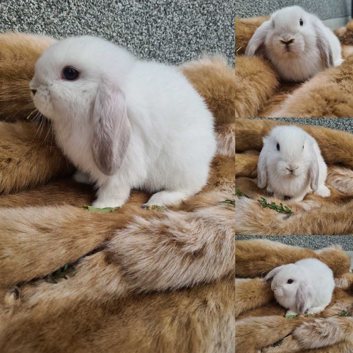 Króliczki mini lop z legalnej hodowli gotowe do odbioru OKAZJA