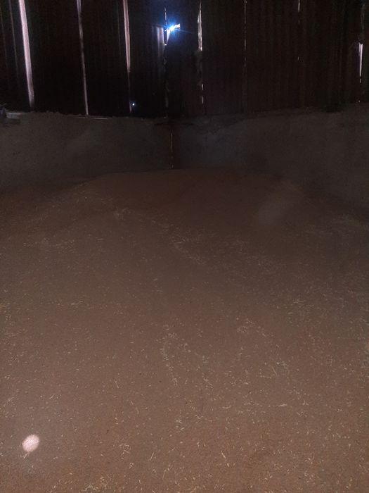 Пшениця посівна, еліта, сорт Сталева