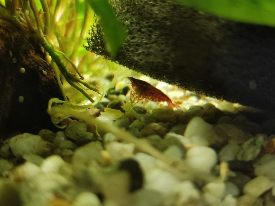 Akwarium Aquael 54l krewetkarium zestaw z życiem energooszczędne!