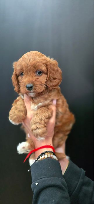 Cavapoo ciemny badania genetyczne test Campbella komplet szczepień