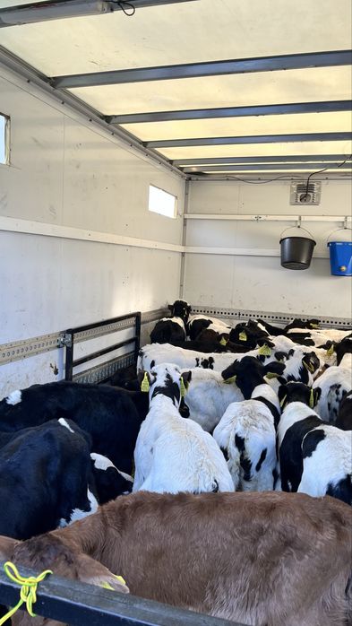 Sprzedam cielaki cielęta