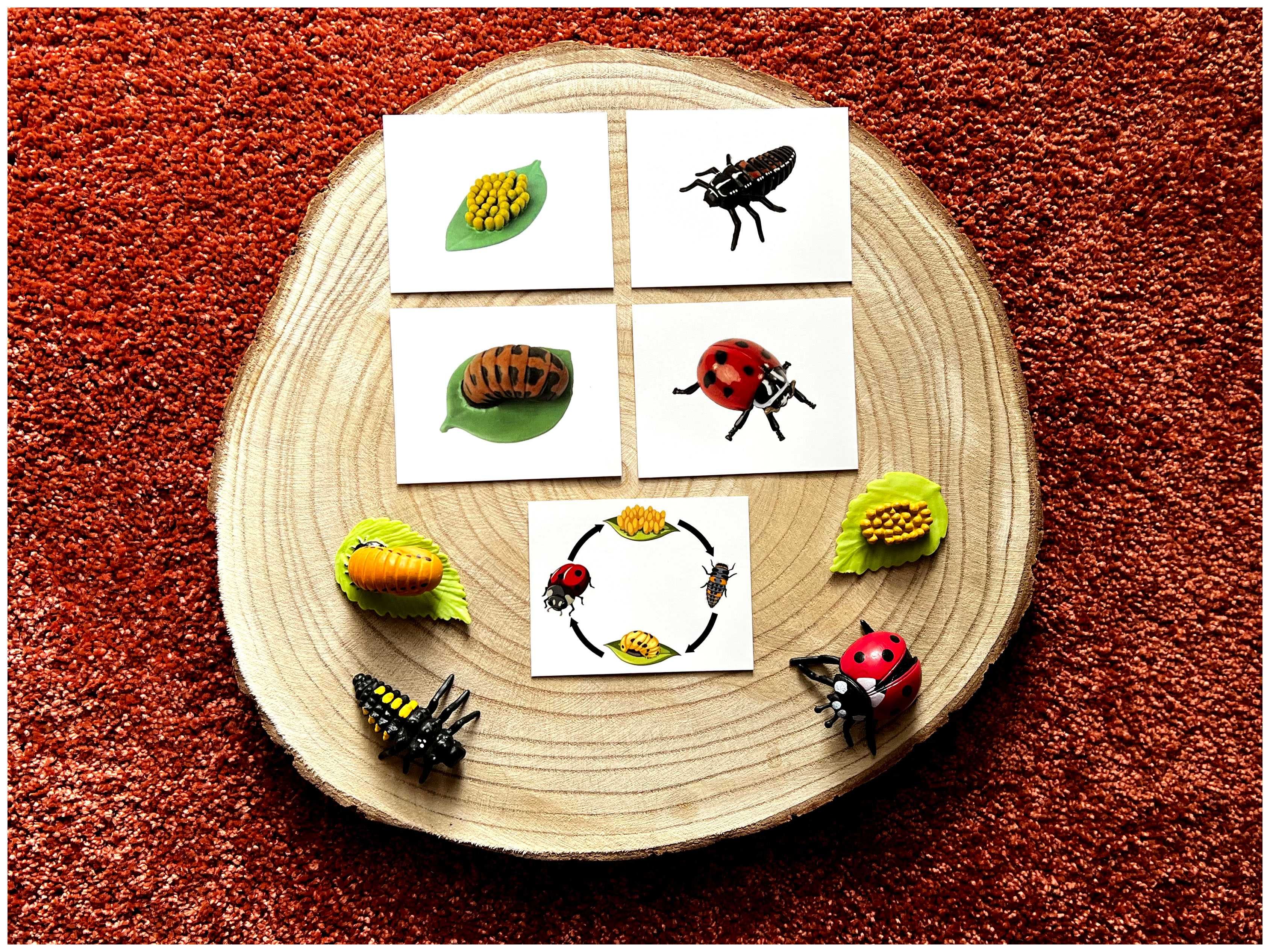 Ciclo de Vida - Joaninha - Montessori