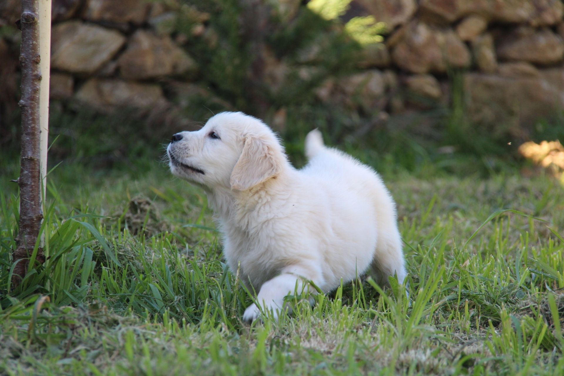 Golden Retrievier com lop e afixo