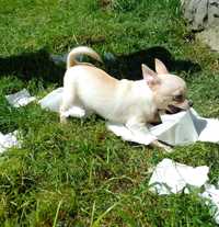 Chihuahua FCI jasny biały pies krótkowłosy chłopczyk kremowe ZKwP
